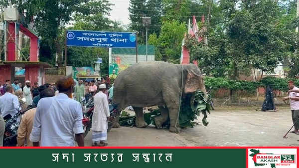 ফরিদপুরের সদরপুর থানা প্রাঙ্গণে কলাগাছ ও ঘাস খেয়ে সময় পার করছে হেফাজতে থাকা হাতিটি।