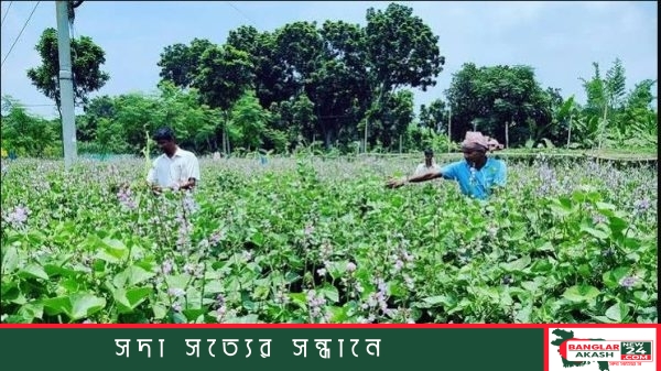 একটি সবজি খেতের পাশে বিক্রির জন্য স্তূপ করে রাখা টাটকা শশা ও করলা, যেখানে বিষণ্ণ মুখে বসে আছেন একজন কৃষক।