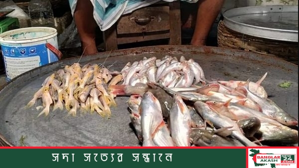 বাজারে পাঙাশের পোনা নদীর ট্যাংরা নামে বিক্রি করা হয়। সম্প্রতি বরিশাল নগরের চৌমাথা বাজারে