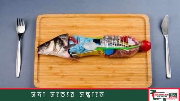 আড়িয়ল বিলের কই, বাটা, মেনি, গুলশা টেংরা ও পুঁটি মাছে মিলেছে মাইক্রোপ্লাস্টিক। মাংসপেশিতেও এই ক্ষতিকর কণা পৌঁছানোয় স্বাস্থ্যঝুঁকি নিয়ে বাড়ছে উদ্বেগ।