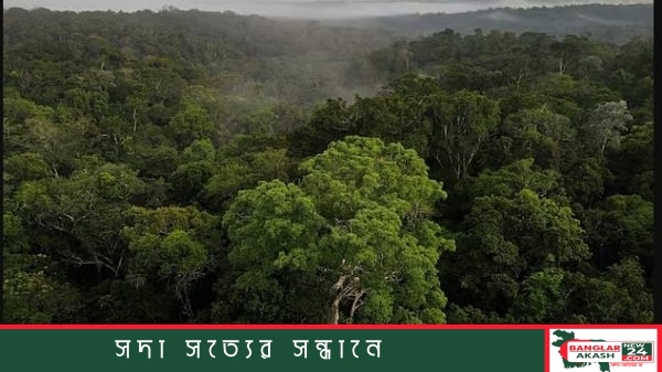 বিশ্ব মানচিত্রের ওপর বিশ্বের শীর্ষ বনভূমি সমৃদ্ধ দেশ যেমন রাশিয়া, ব্রাজিল, কানাডা, যুক্তরাষ্ট্র ও চীনের বনাঞ্চলের শতাংশ নির্দেশক চিত্রচিত্র।