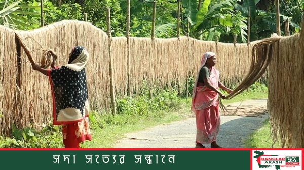 ফরিদপুরের একটি জলাশয়ে কৃষকদের পাট ধোয়া ও রোদে সোনালি আঁশ শুকানোর দৃশ্য।
