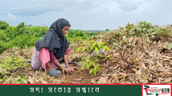 বান্দরবানের বাইশারীতে পাহাড়ি খাসজমিতে ক্ষতিগ্রস্ত ও উপড়ে ফেলা রাবার চারার বাগান।