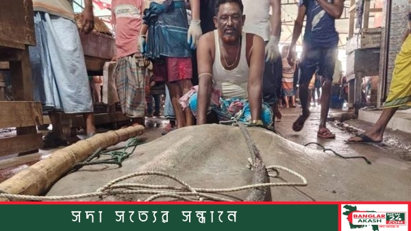 হাতিয়ার মেঘনা নদীতে জেলেদের জালে ধরা পড়া বিশাল আকৃতির শাপলা পাতা মাছটি আড়তে দেখার জন্য উৎসুক মানুষের ভিড়।