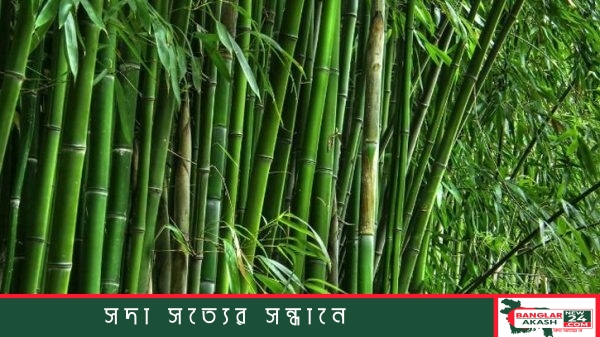 সবুজ বাঁশঝাড়ের ছবি এবং বাঁশ দিয়ে তৈরি নানা ধরনের আকর্ষণীয় টেকসই হস্তশিল্প সামগ্রী।