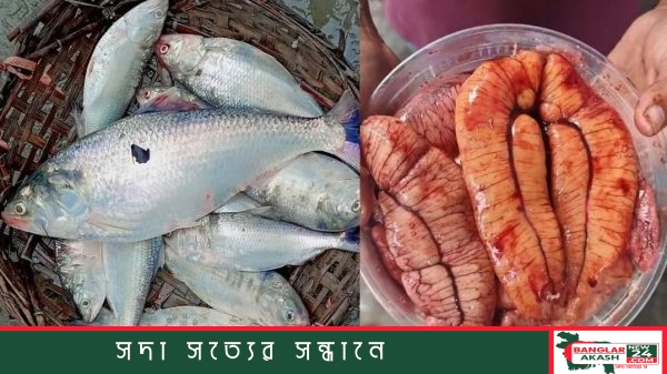 Fresh hilsa fish collected from the coastal area of Gohira in Anwara, Chattogram.