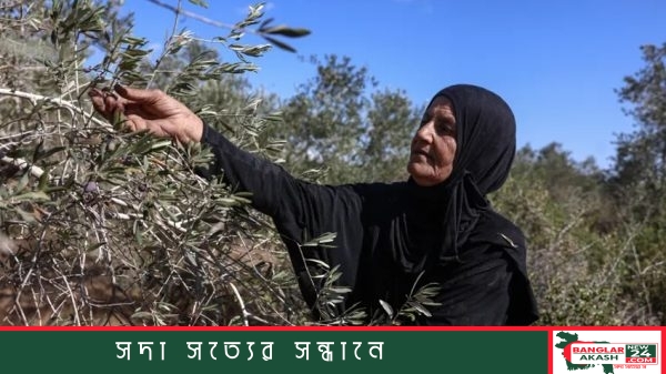 ফিলিস্তিনিদের অধিকৃত জমিতে জোরপূর্বক জলপাই সংগ্রহ করছেন ইসরায়েলি বসতিস্থাপনকারীরা।